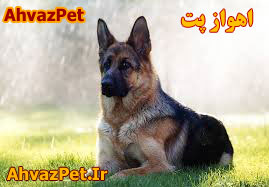 فروش انواع سگهای نگهبان
