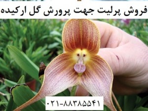 خريد فروش پرليت perlite  زمين کاو  جهت پرورش گل ارکيده ،زمين کاو - تصویر 1