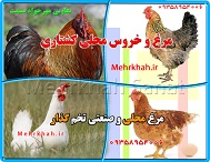 فروش مرغ محلی و گوشتی