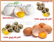 فروش تخم بلدرچین