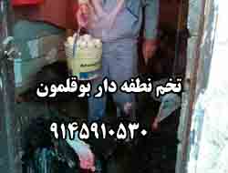 فروش تخم نطفه دار بوقلمون 9145910530 - تصویر 1