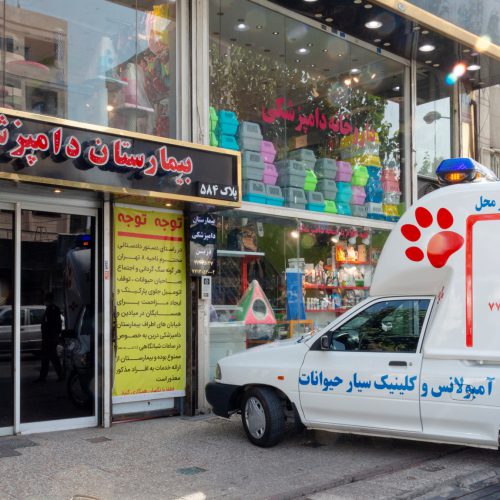 اورژانس ، امداد و فوریتهای دامپزشکی - تصویر 4