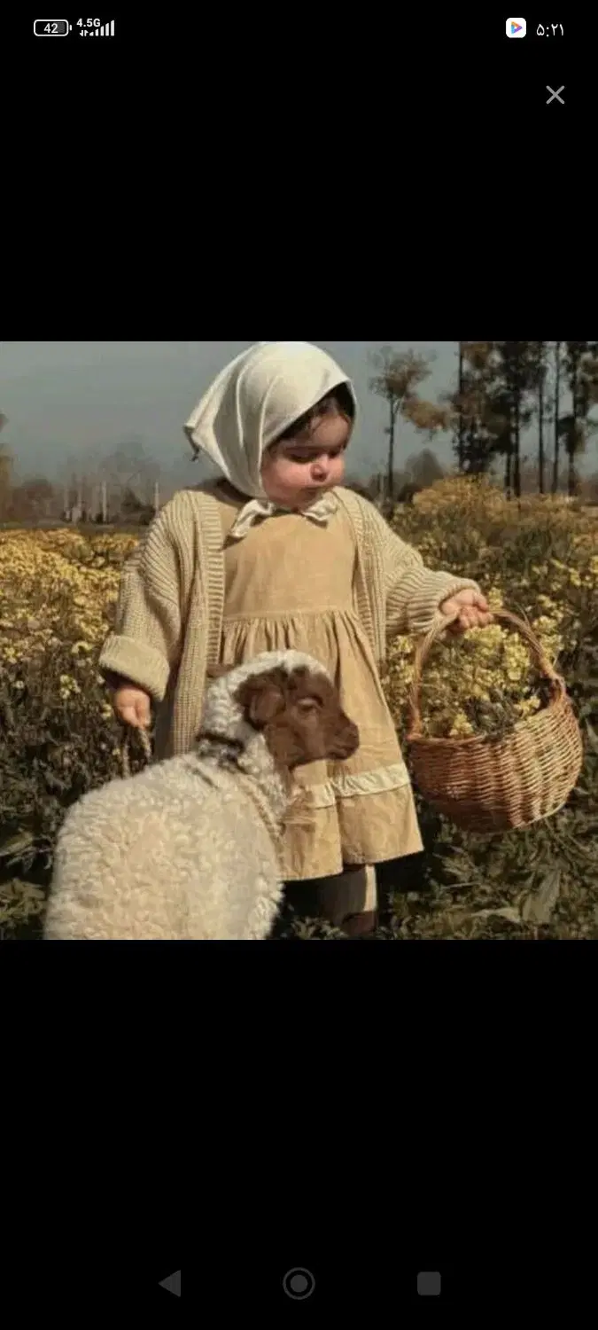 گوسفند افشار و بیجار - تصویر 1