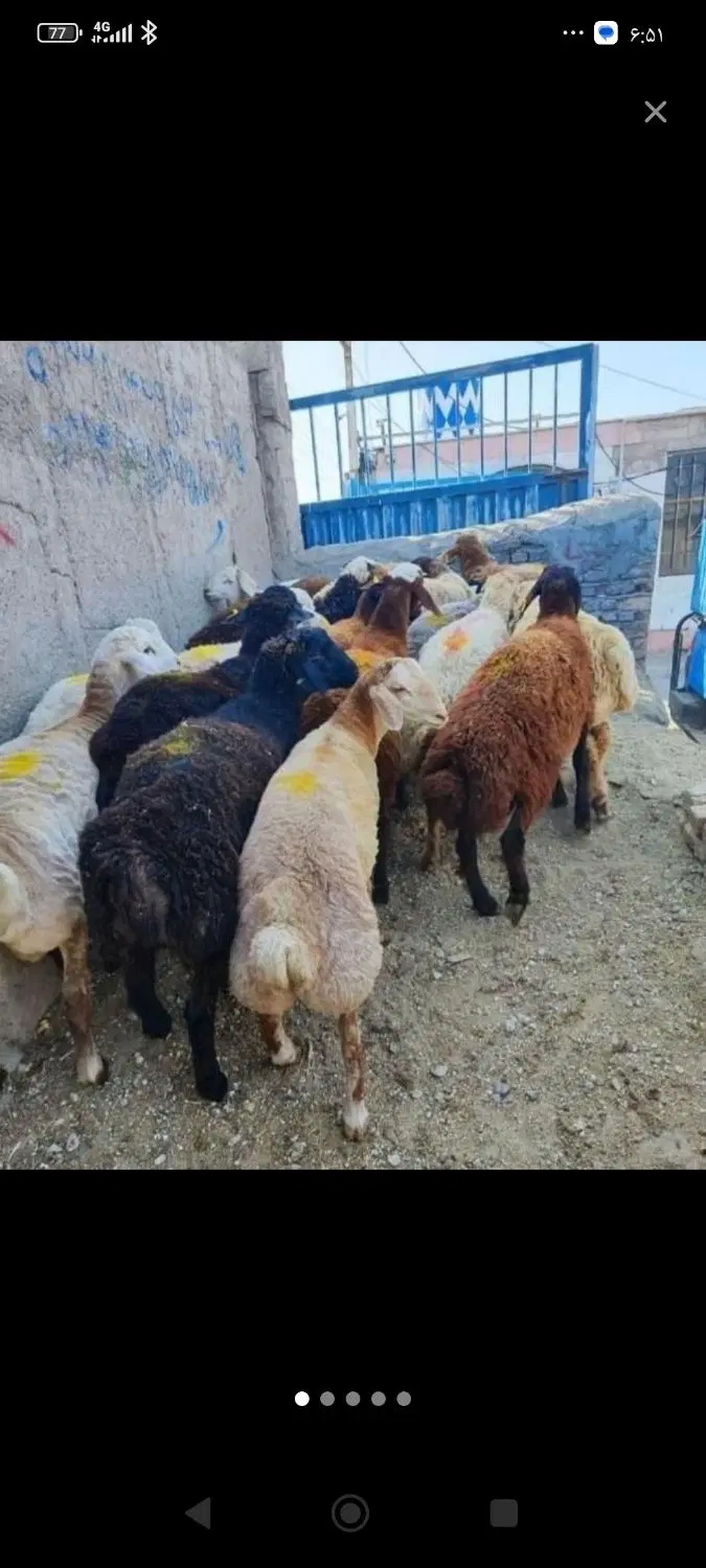 گوسفند زنده شاهین ویلا گوهردشت - تصویر 1