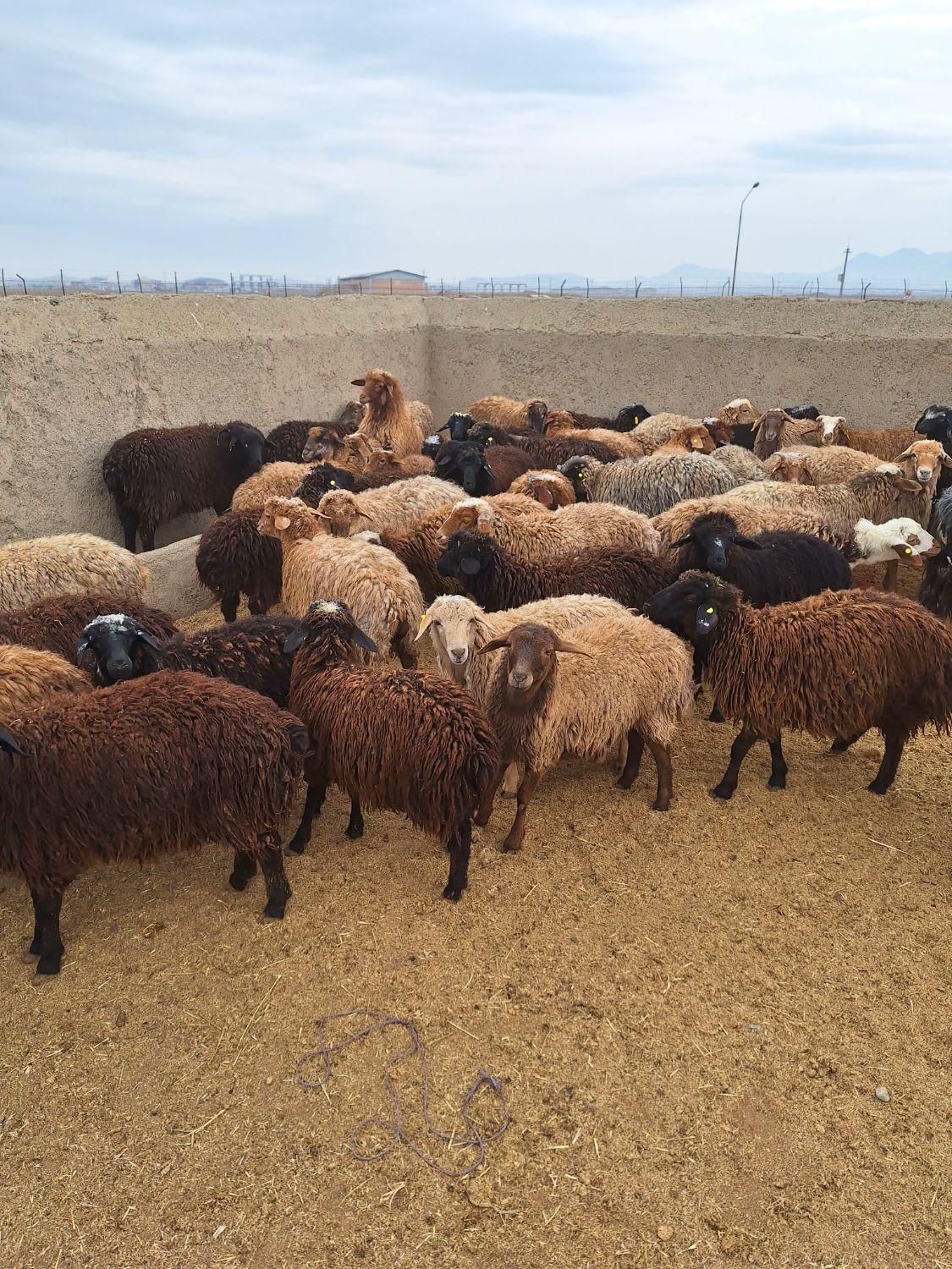 گوسفند باغستان عظیمیه گلشهر گوهردشت زنده کرج - تصویر 2