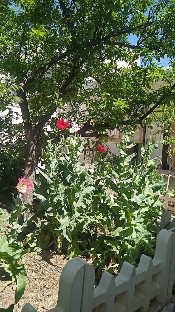 بندانگشتی 2