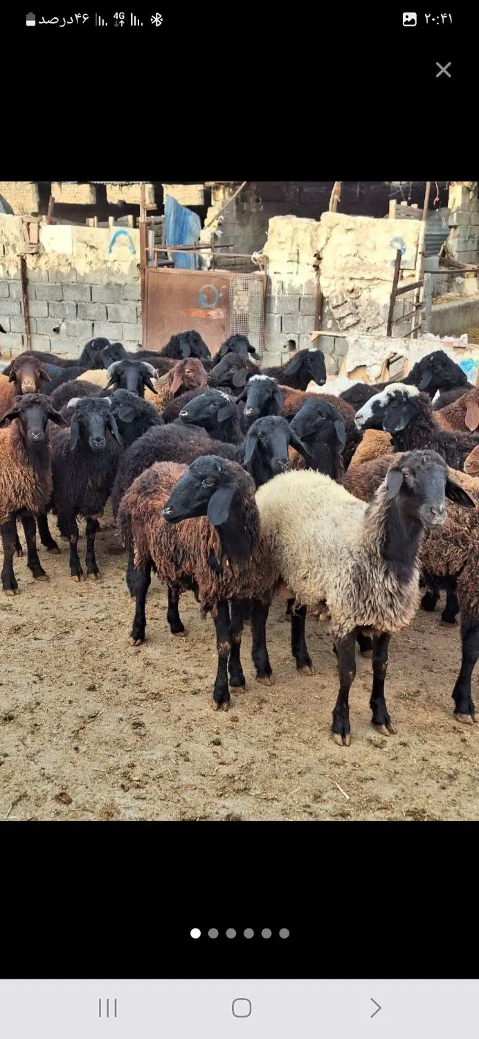 بره فروشی رو ب روی خبر نگاران