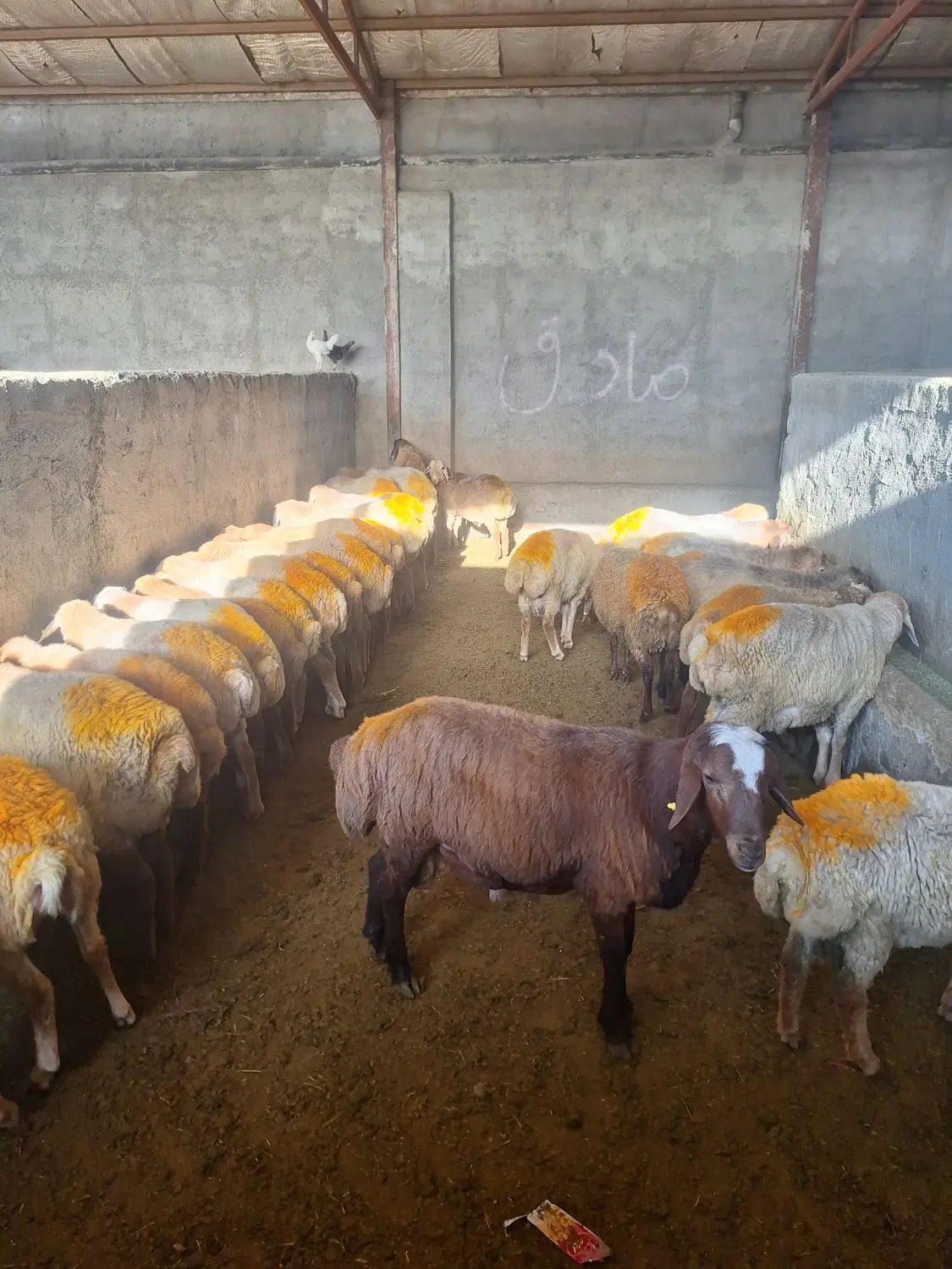 گوسفند  گوشتی