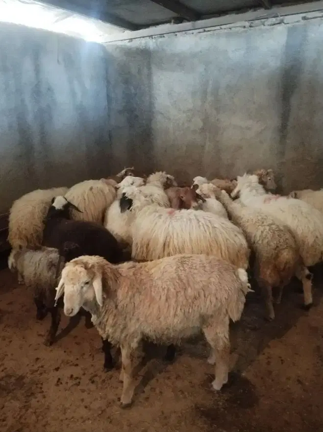 بندانگشتی 3