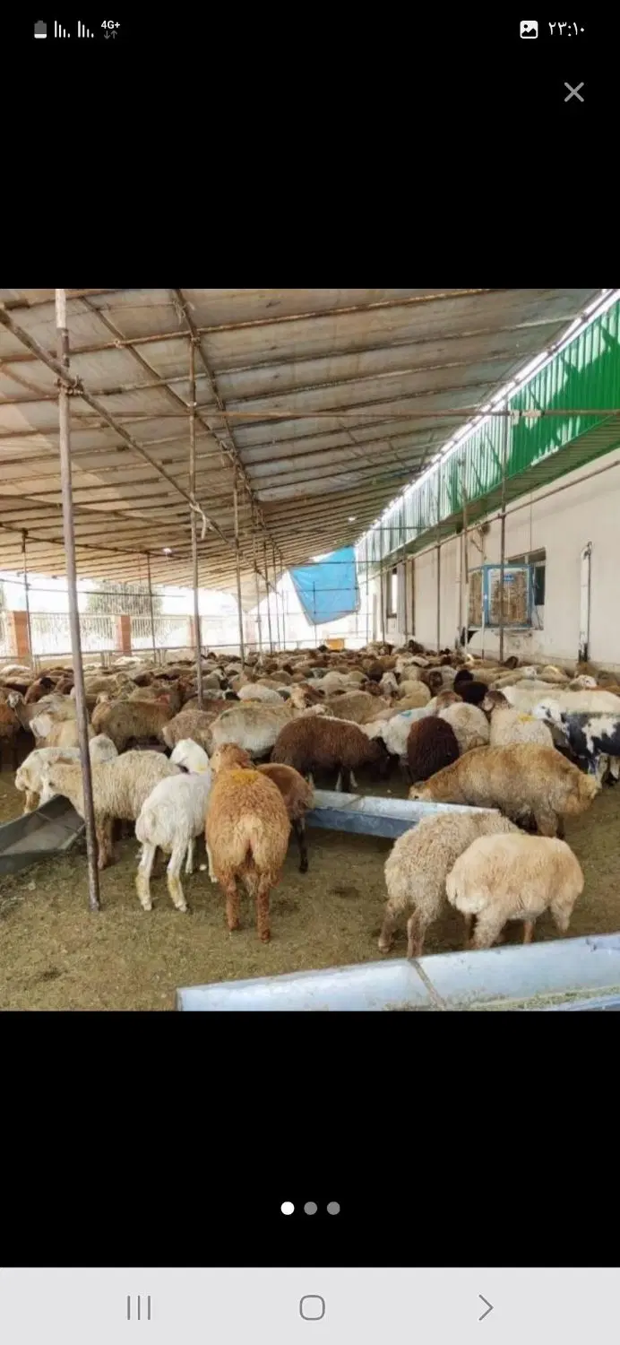 بندانگشتی 1