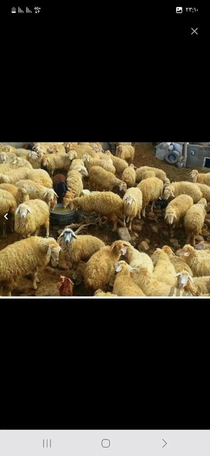 بندانگشتی 2