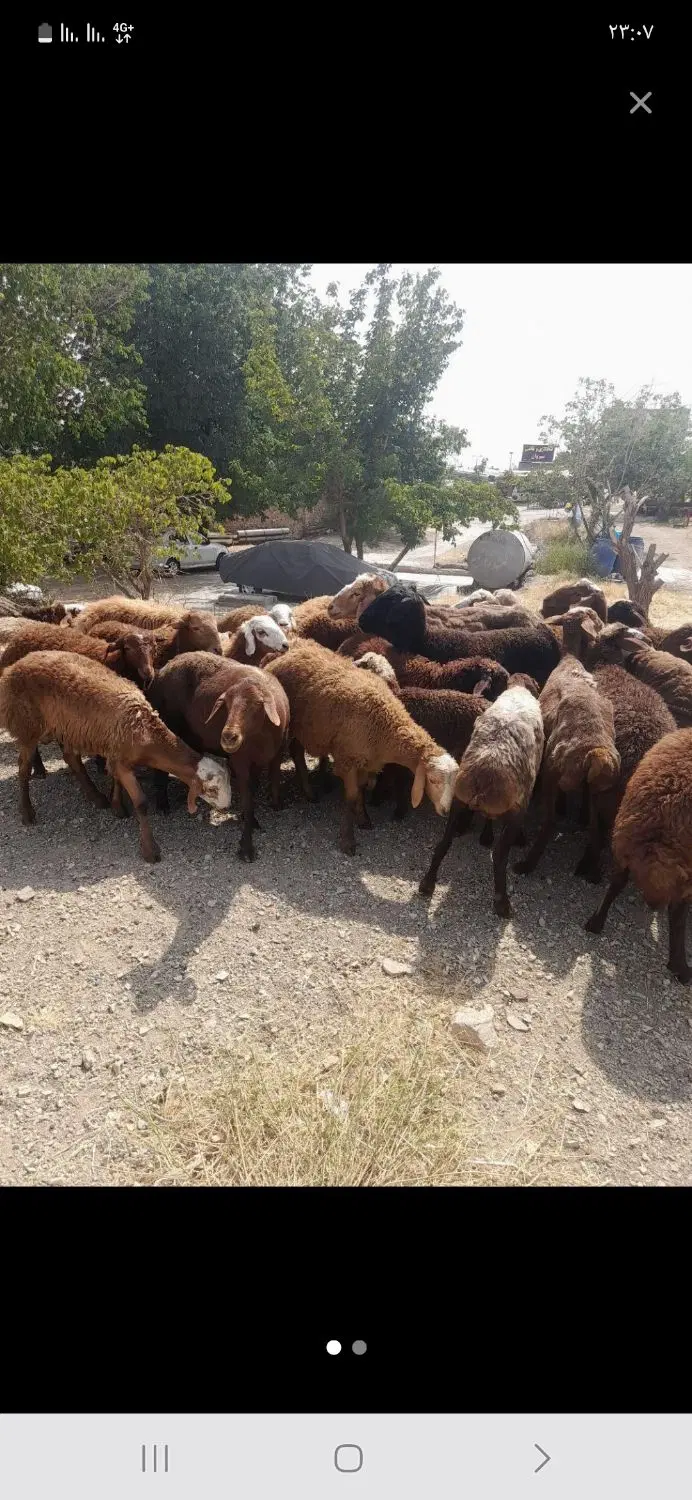 بندانگشتی 3